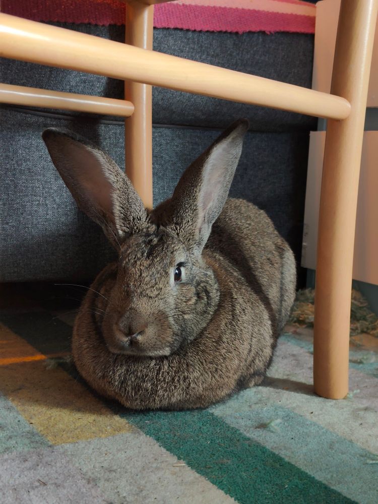 brown bunny loafing under a chair.