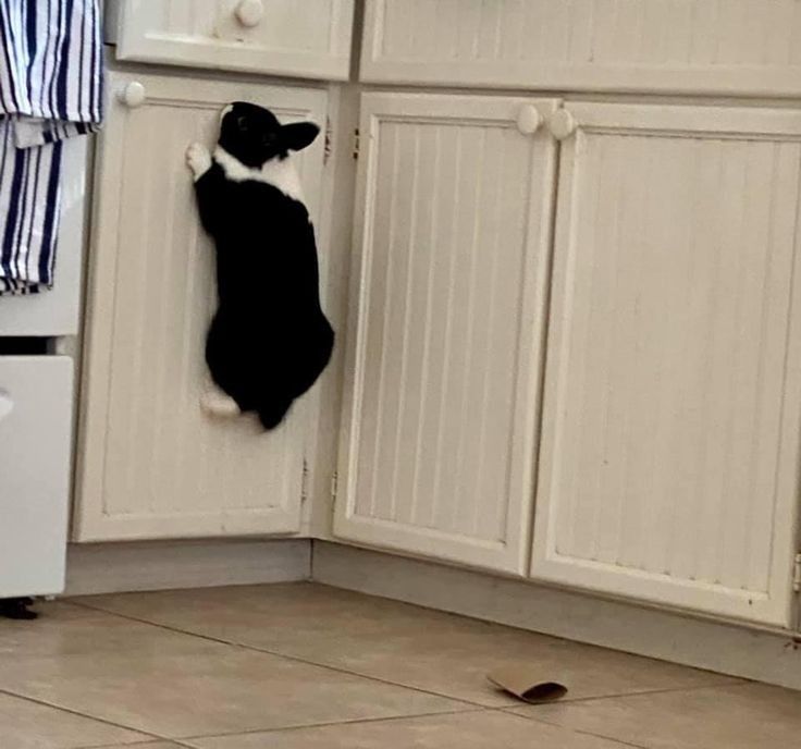 a black and white rabbit appearing to climb up a wall.