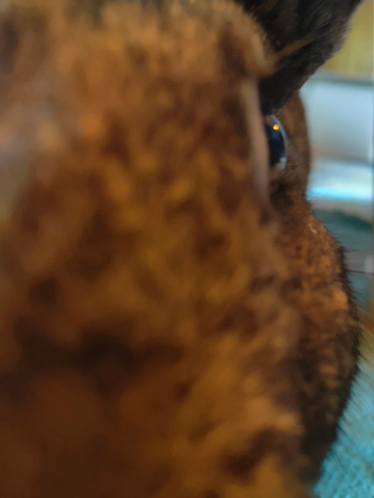 extreme closeup of a bunny face.