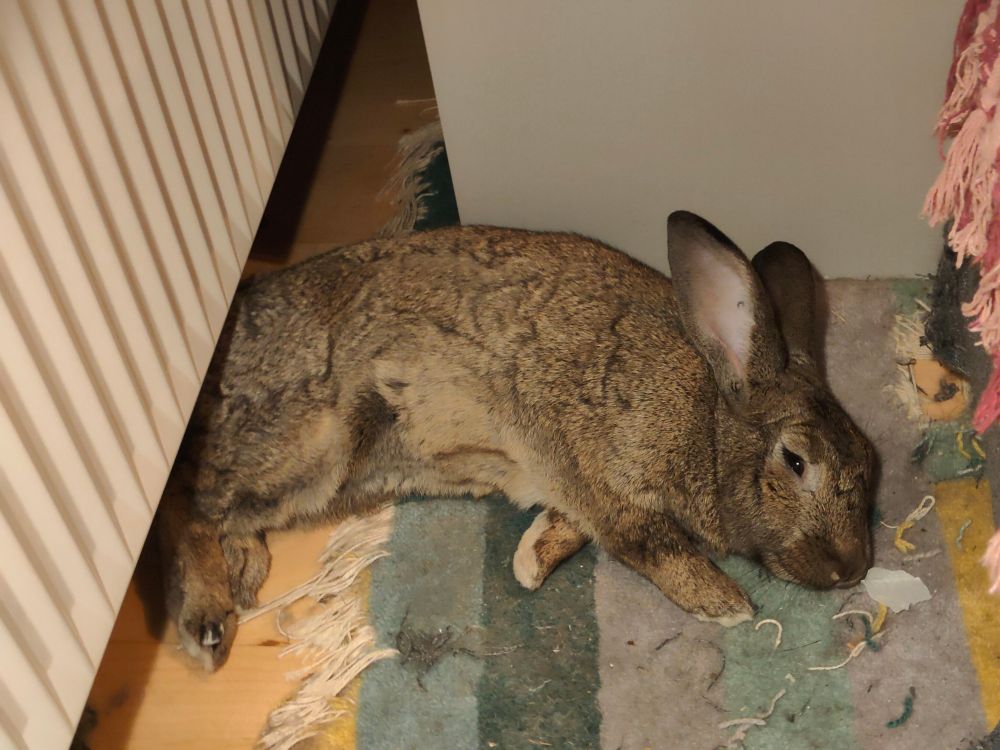 big bunny mathilde sprawled out on a rug, eyes half closed.