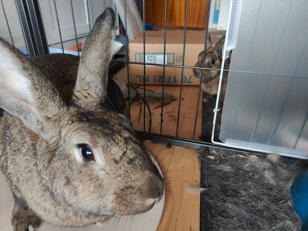 big bunny mathilde sniffing me. behind her and behind the metal pen keeping them separated, tiny bunny praline is watching us.