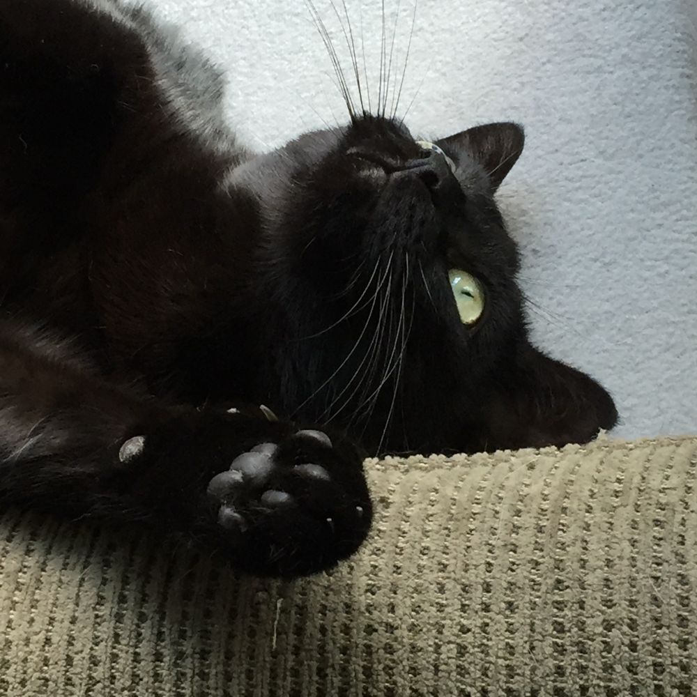 Glamour shot of a handsome black haus panther 