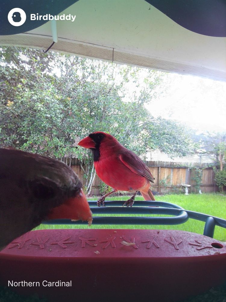 Cardinal pair in a feeder