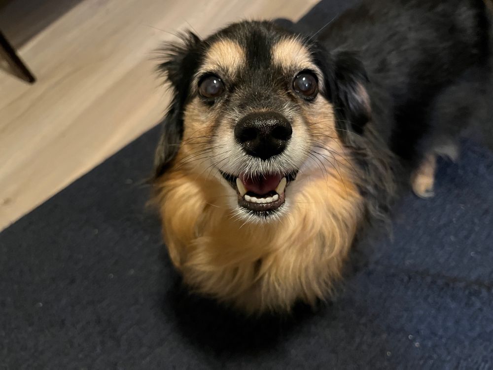 Luna, the world’s cutest chiweenie, smiles and demands attention