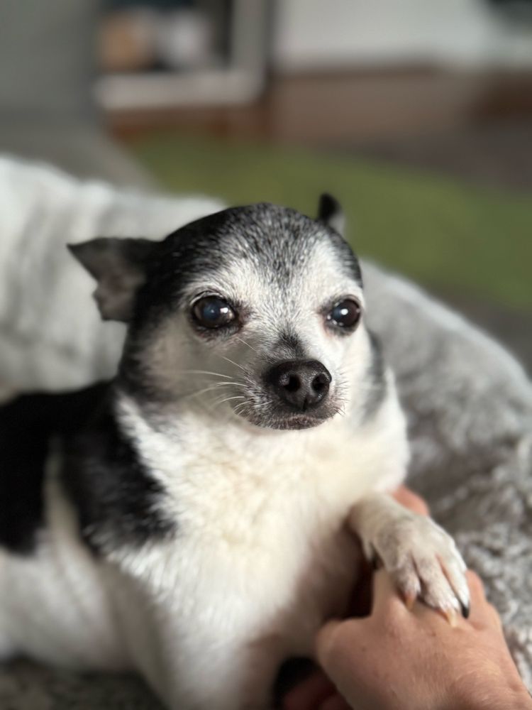 Chihuahua slightly more satisfied as a hand scratched his chest. His paw guides the human hand to the exact right spot. 