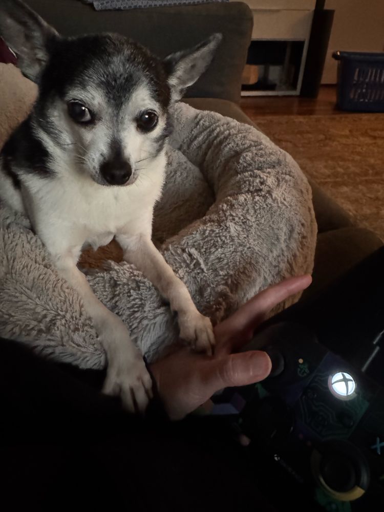 Black and white chihuahua with paws insistently on my hand, which is holding an Xbox game controller. the chihuahua is giving me deep side eye.  