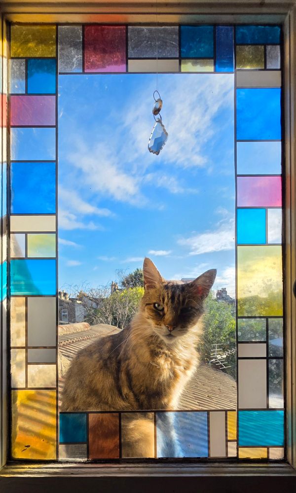 Rocky, the neighbour's tabby cat, sitting on the outside ledge framed by a small window. The glass has coloured rectangles, à la Mondrian, around the sides.
