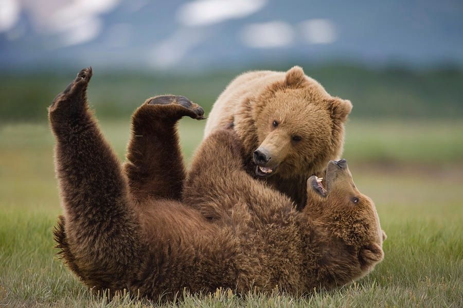 two brown grizzly bears wrestling in a green grass field