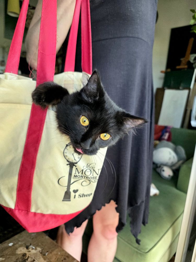6 month old black Cat with yellow eyes in a tote bag 
He has a very derpy look in his face with his tongue just sticking out