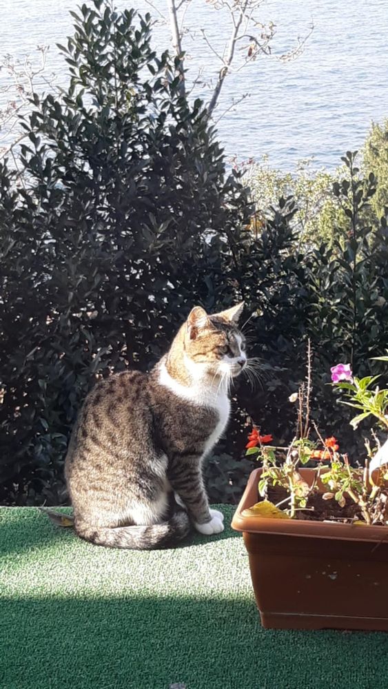 Just a beautiful specimen of the Istanbulian Cat