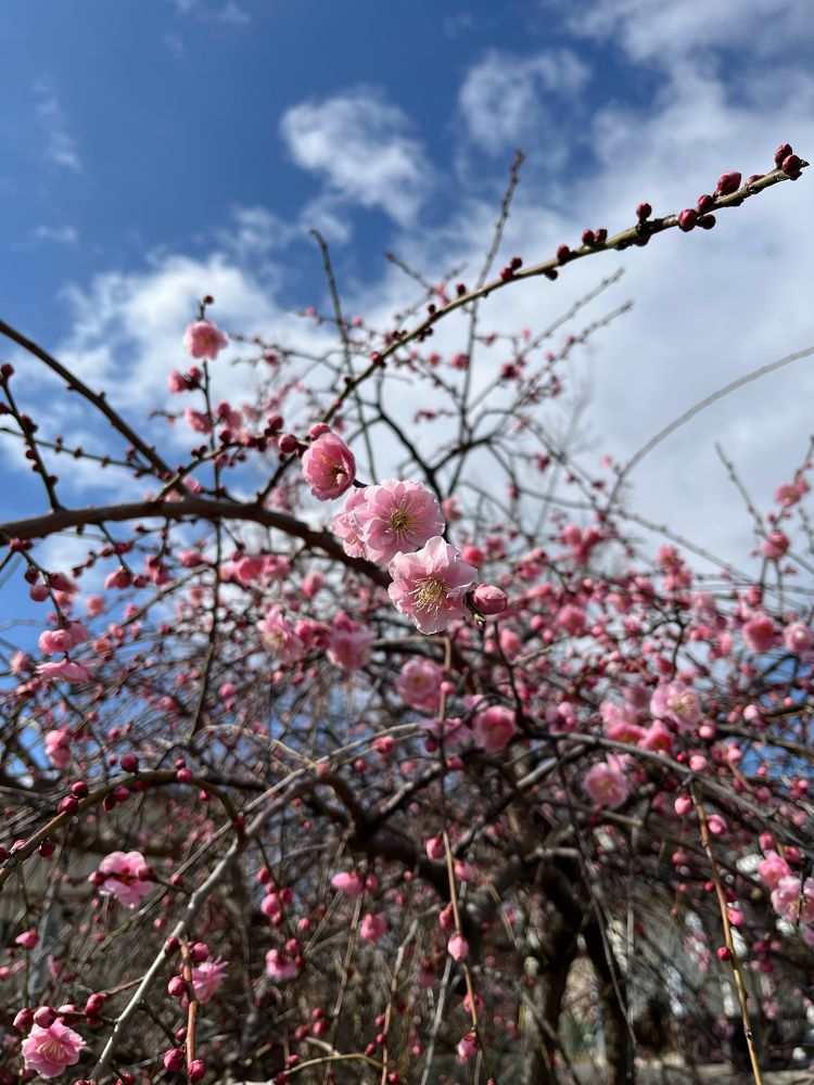 ピンクの梅の花の写真
全体的には四割ほど咲いている
背景は青空と半分ほど白い雲