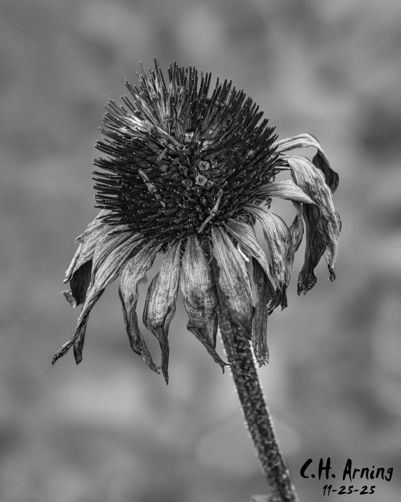 My 11/25/25 postcard features a dried, weathered flower head standing in a yard along  Cardenas Drive. The black-and-white treatment pulls all the attention to the textures: the brittle petals, the spiked center, the quiet collapse of a bloom at the end of its season. It’s stark, and strangely elegant.
