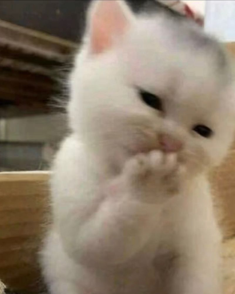 white kitten edited to look like it’s giggling and covering its mouth with its paw