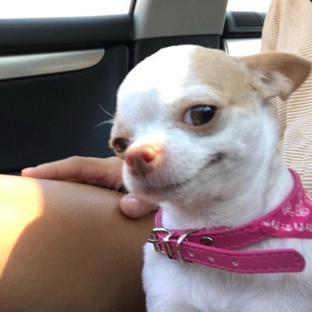 chihuahua side smirking and wearing a pink collar and bandana 