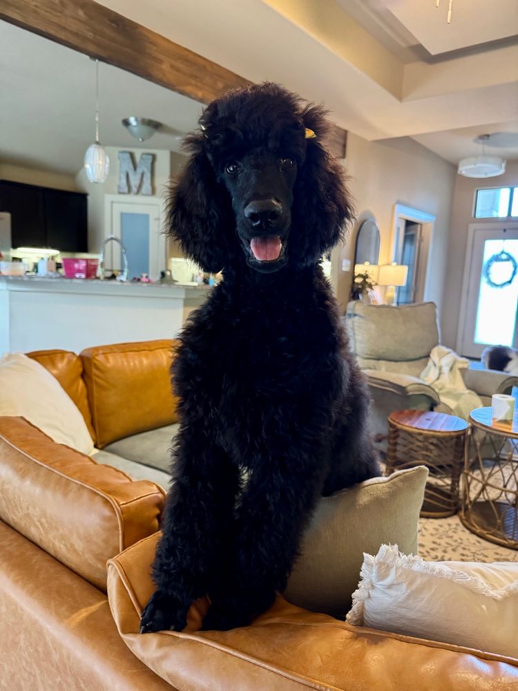 my puppy, a black poodle, standing on couch cushions with her front paws up on the back of the couch 