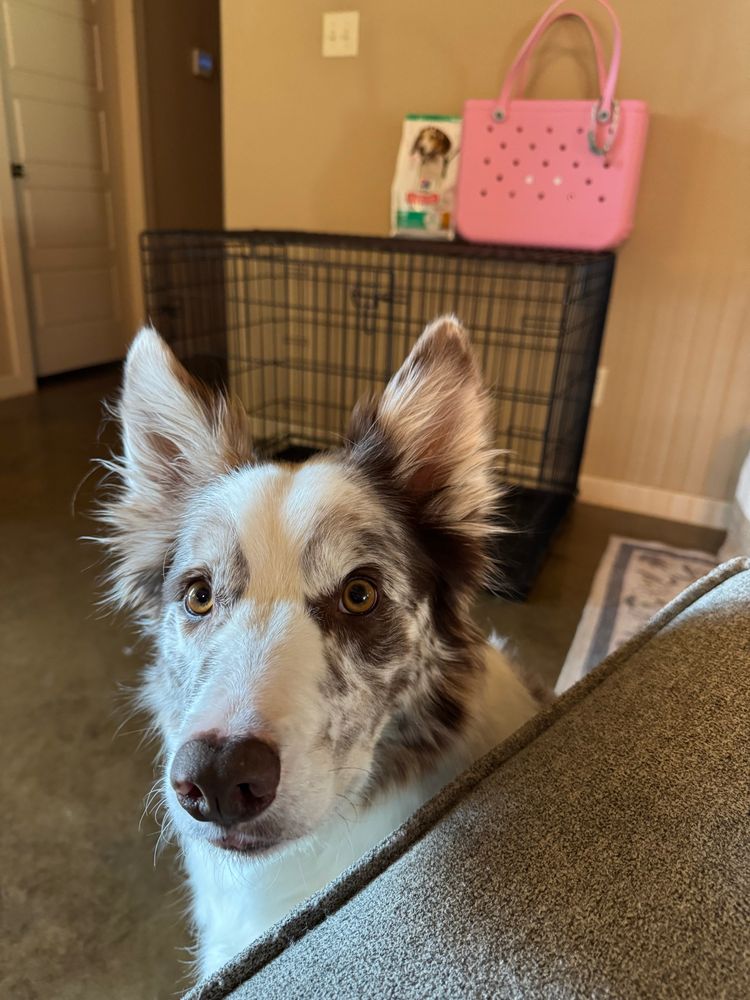 red merle border collie looking at the camera, a dog kennel, pink bag, and small dog food bag in the background