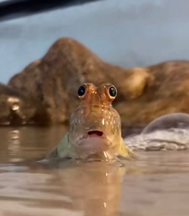 mudskipper looking shocked