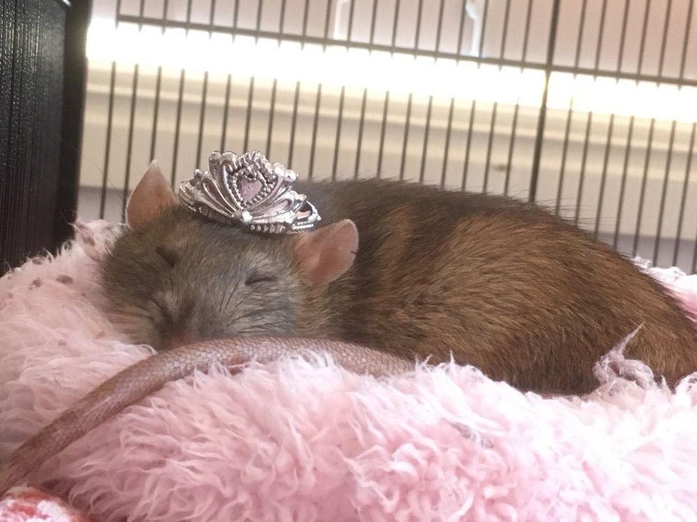 rat wearing a tiny crown, curled up on a pink fluffy bed