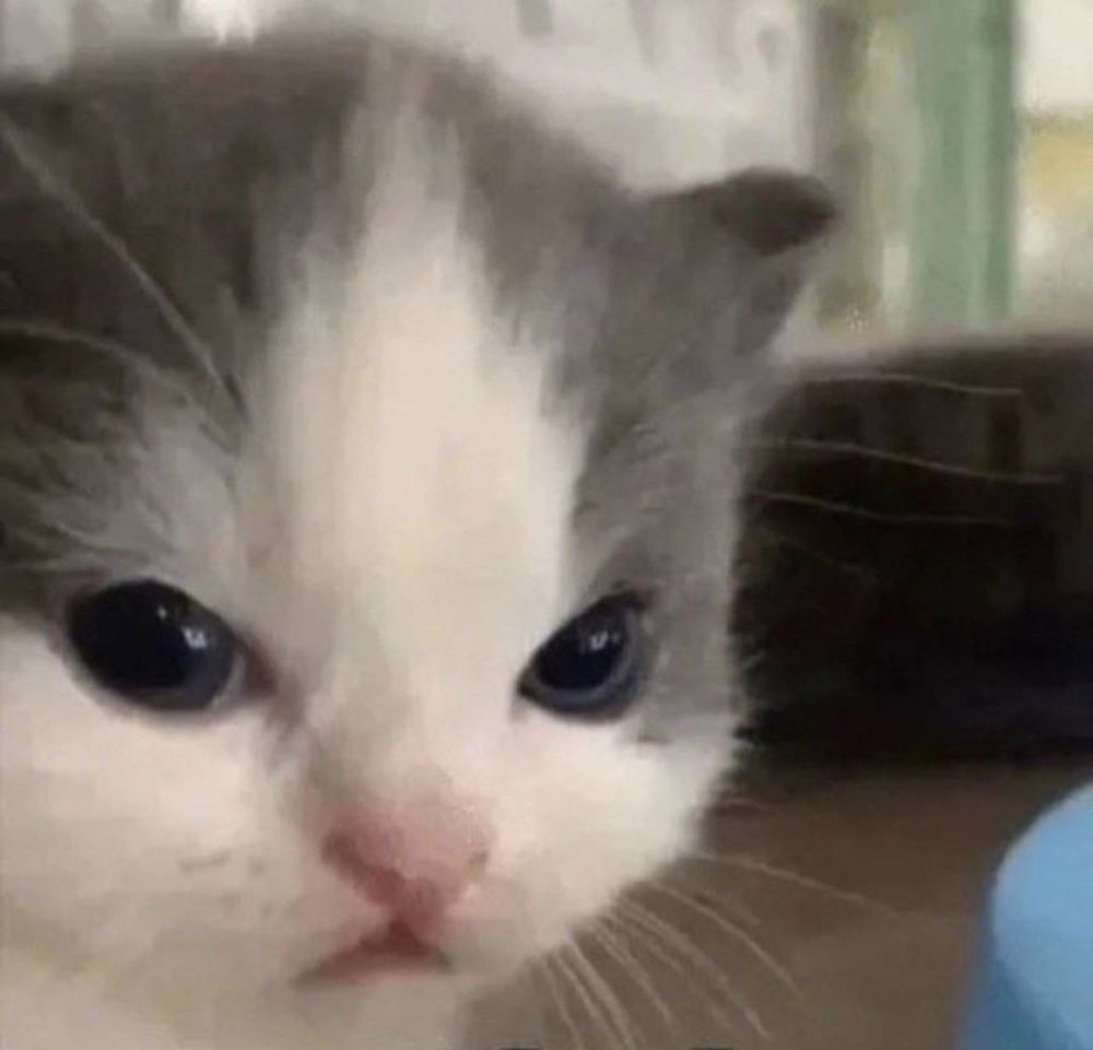 gray and white kitten scowling 