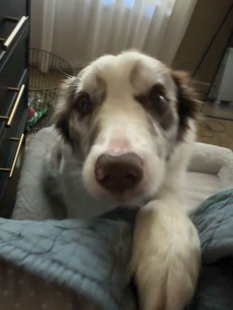 blurry photo of my dog Ray sitting next to the side of my bed with his paw up on the mattress
