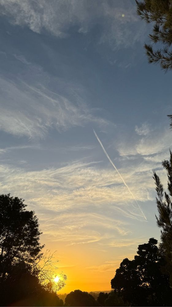 A photograph of the setting sun, local vegetation frames the lower half of the frame and there are some nicely textured orange-to-grey clouds as well as a visible contrail from a commercial flight.