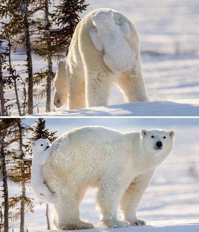 polar bears