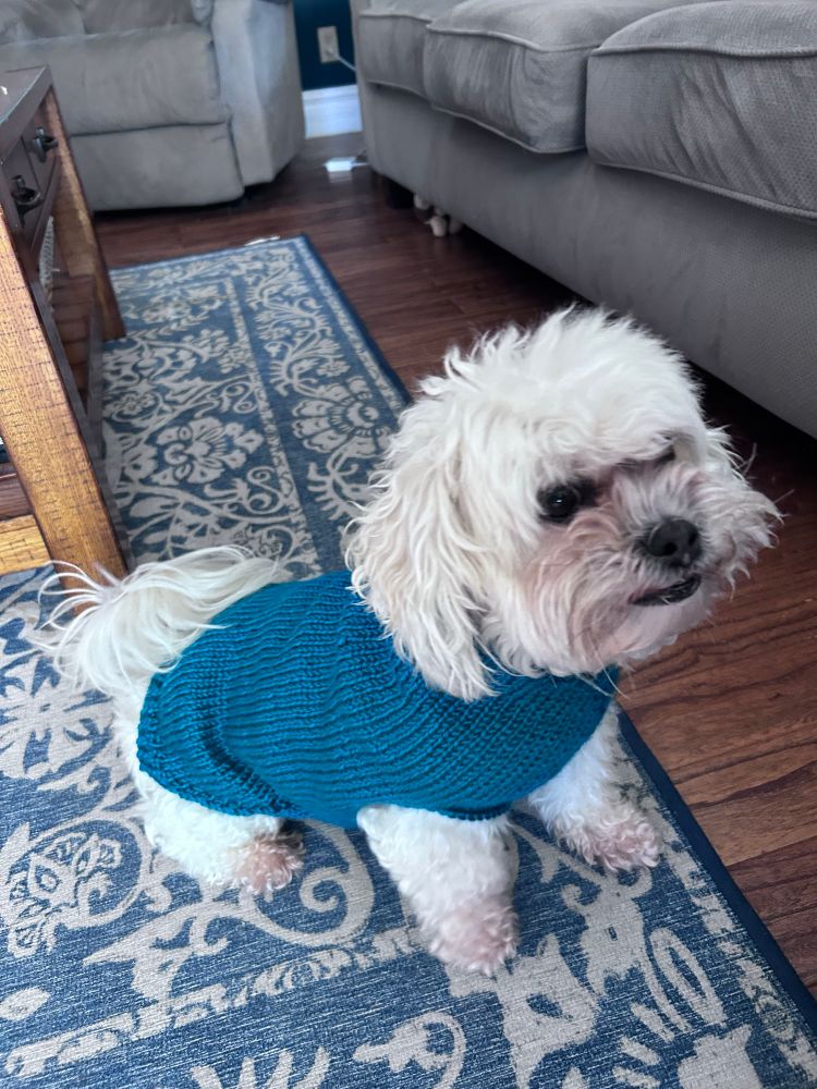 A cream colored dog in a teal colored knit sweater sitting on a blue and white rug on a wood floor. Couches in the background. 