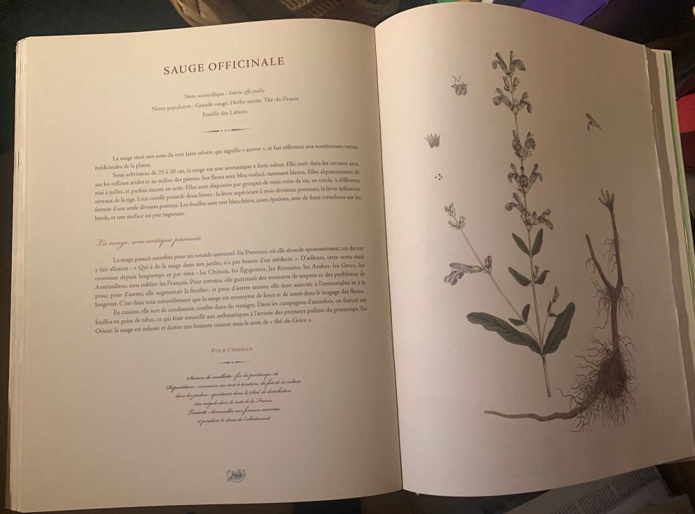 Un livre avec des planches de botanique. Ici, la Sauge Officinale.