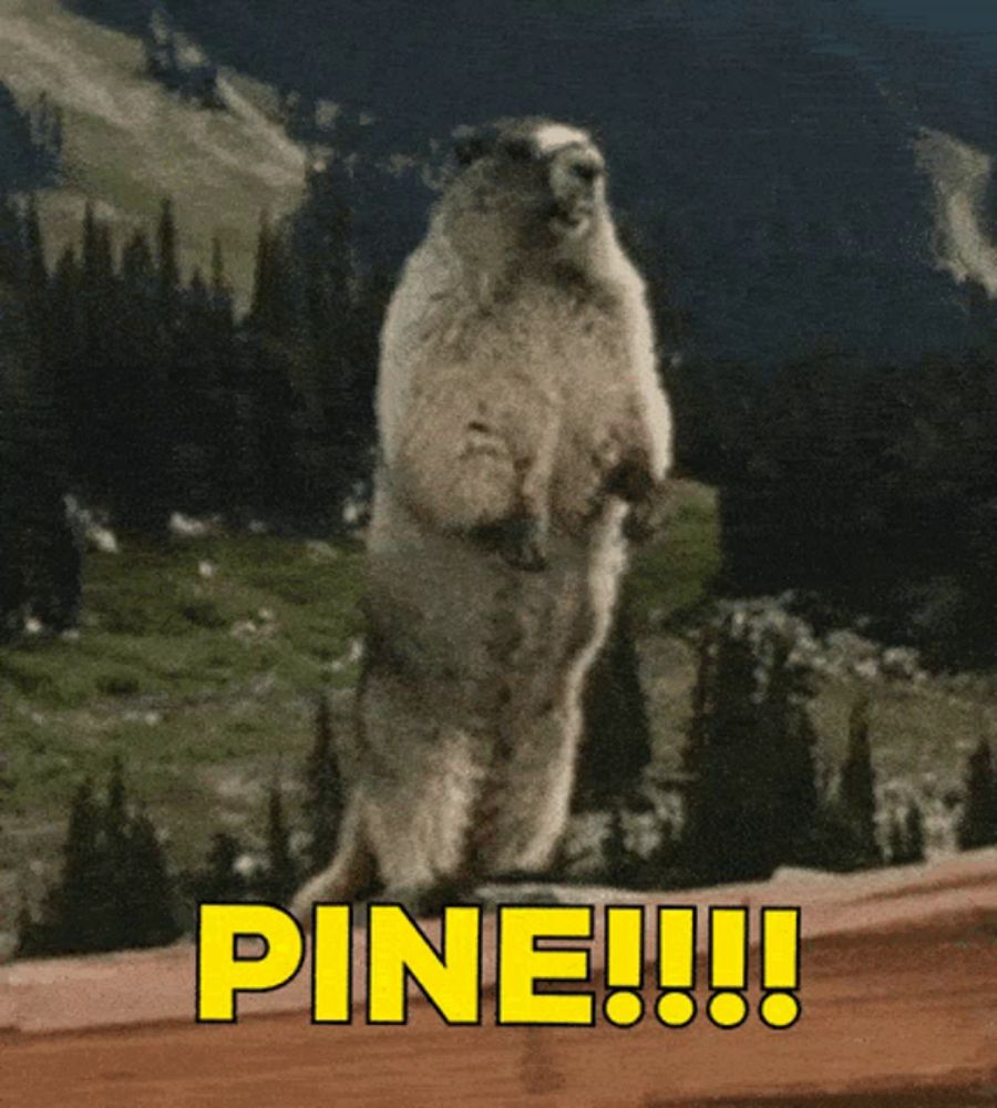 a squirrel standing on its hind legs with the word pine in yellow letters