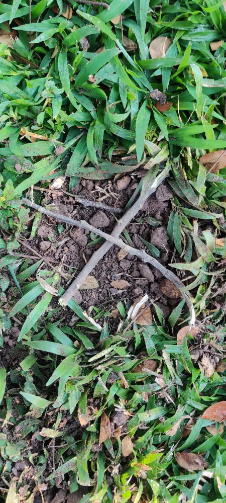 Arrangement of sticks in the shape of an "X"