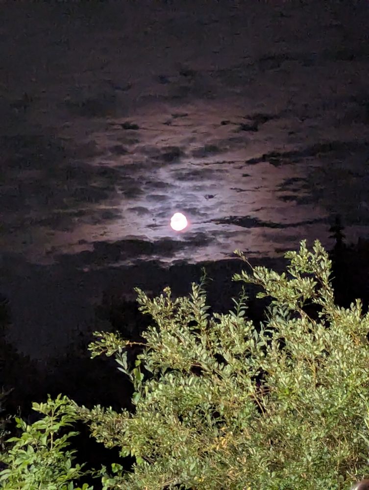 The moon with a light layer of clouds overtop, above leafy tree branches. 