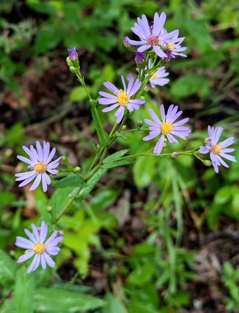 Purple aster blooms 