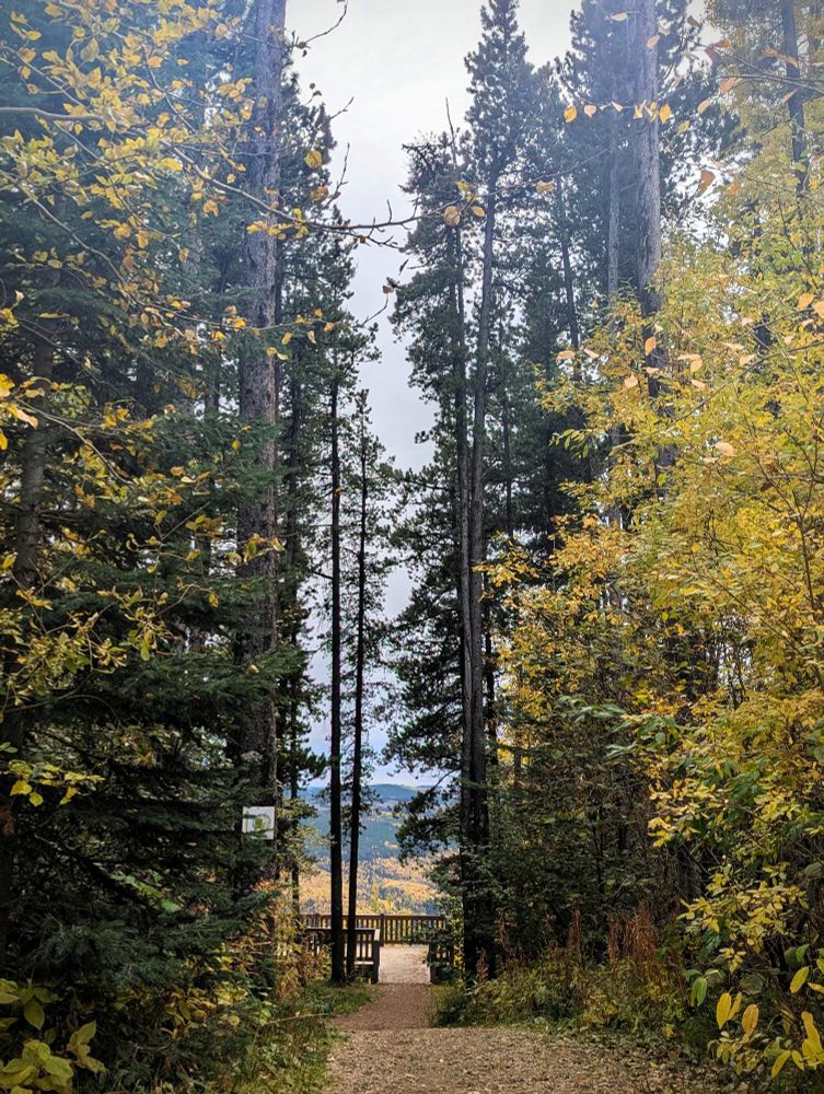A foot dirt path leading through tall coniferous trees, and some deciduous ones with yellow leaves to a lookout spot with a view.