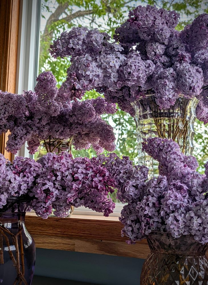 4 vases holding bouquets of purple lilacs.