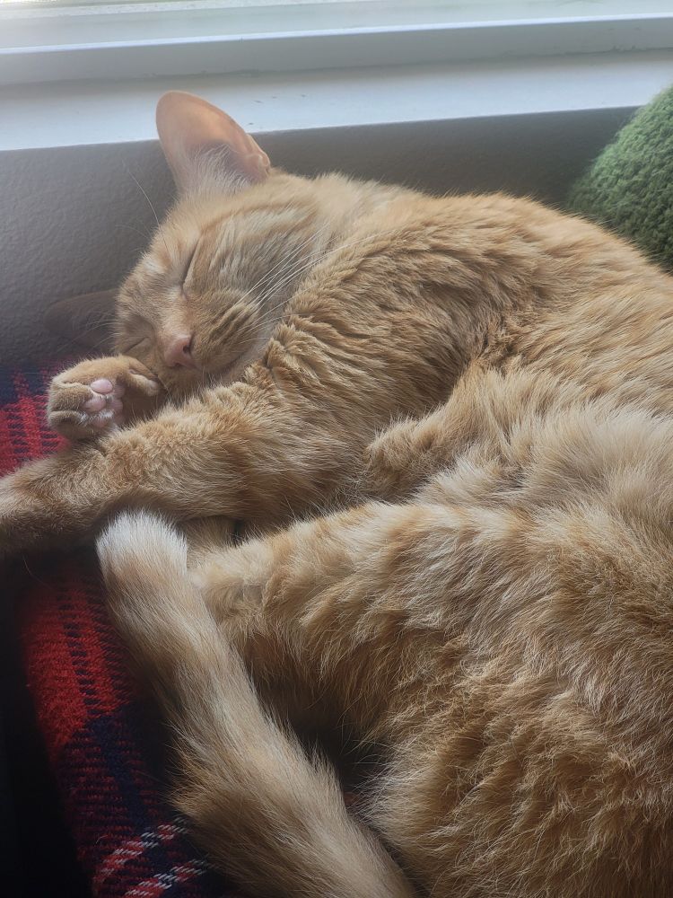 Orange cat, sleeping on a red blanket. The cat looks peaceful and also like a misshapen croissant.
