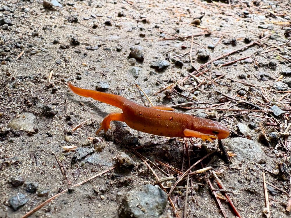 Eastern Newt eft on the run