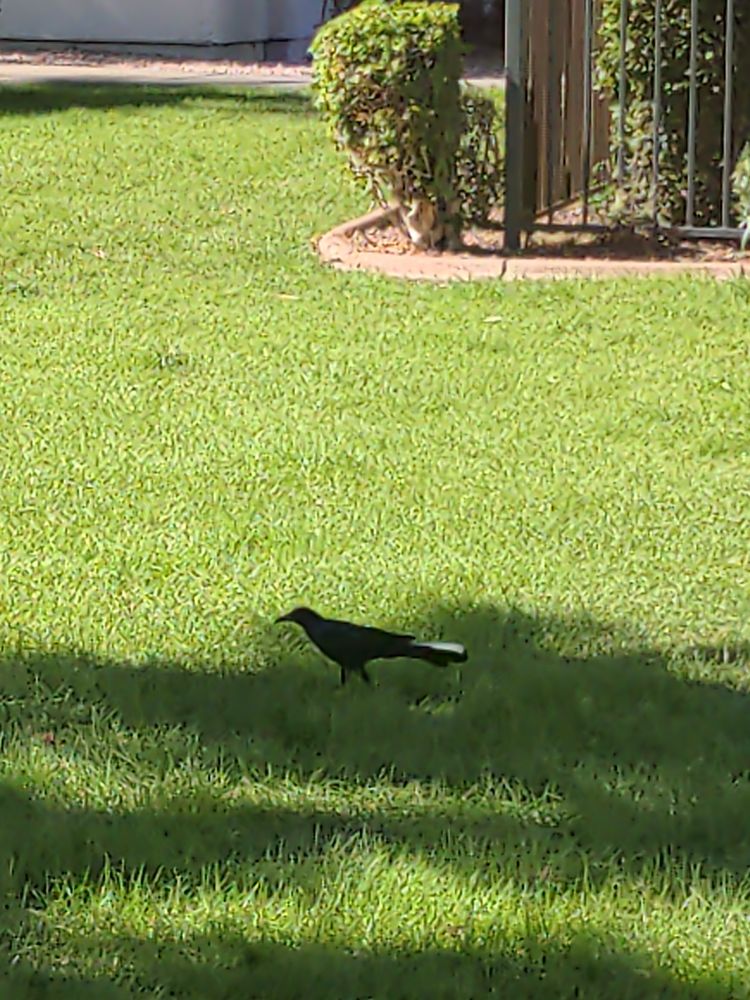 Another shot of Hairstreak