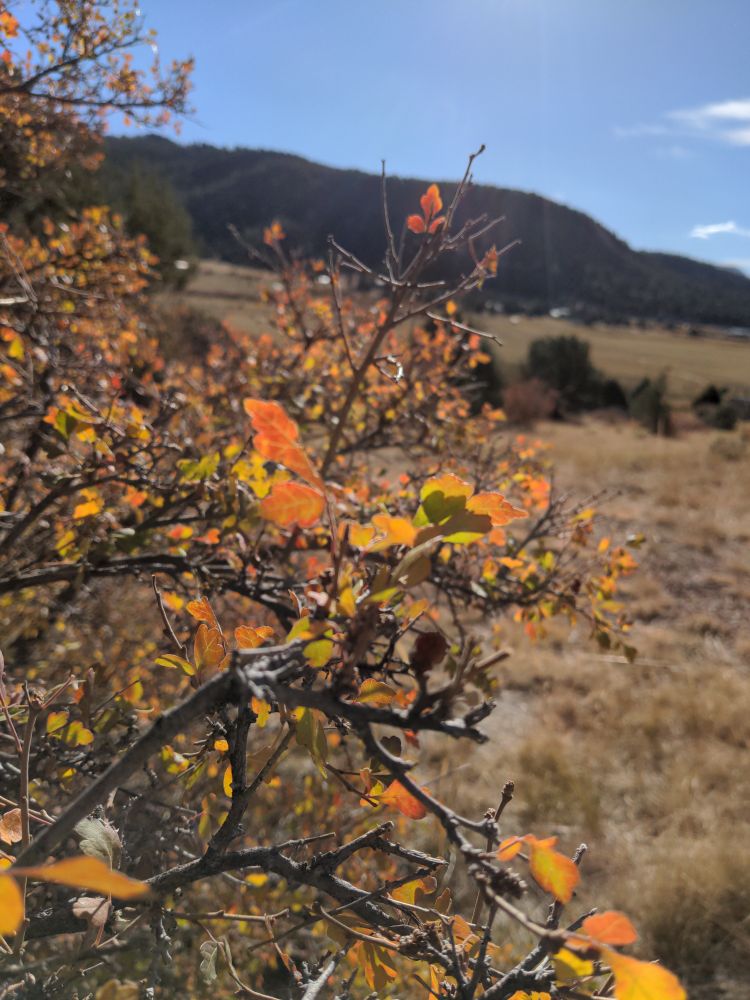 We call these lemonberry sumac? In Arizona?