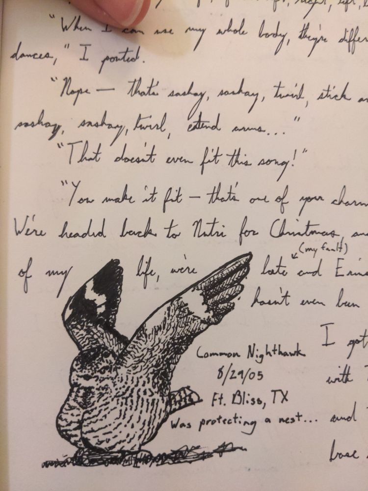 No explanation here. A drawing of a nighthawk.