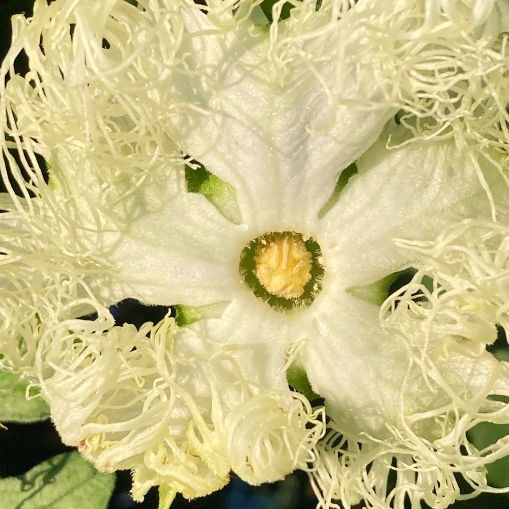 キカラスウリ　male flower 今咲き残っているのは雄花ばかりのようだ