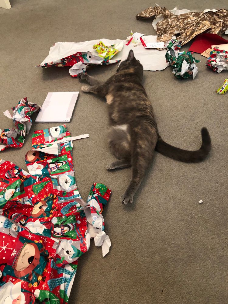 Grey tortie cat rolling around in used Christmas paper. 