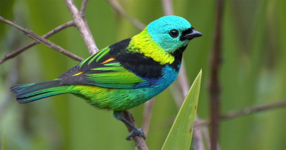 Pássaro em tons azuis e verde diversos em um galho na mata.