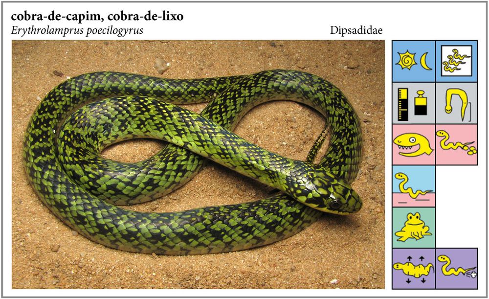 Prancha mostra uma espécie de cobra verde e preta de nome popular cobra de capim ou cobra de lixo. Ícones trazem informações sobre a espécie 