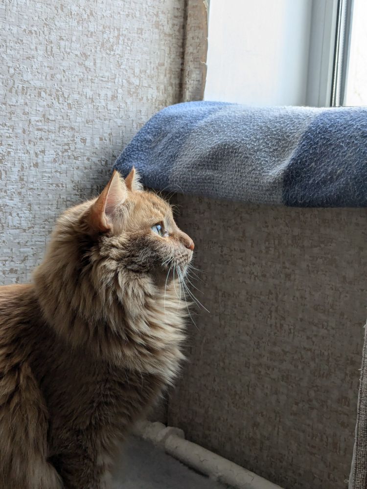 A ginger (orange) cat looking to the right at the window, from which a light shines