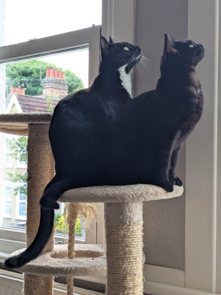 Two black cats sit on a cat tree in the same pose looking intently and expectantly to the upper right. I say two black cats but Teddy (left) has white whiskers and white chin and chest markings. And Nino (right) has touches of dark brown in the same area, only visible when it's bright