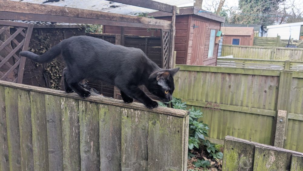 Small black cat balancing on top of a weathered wooden fence, tail low and chin low, looking ahead in concentration 