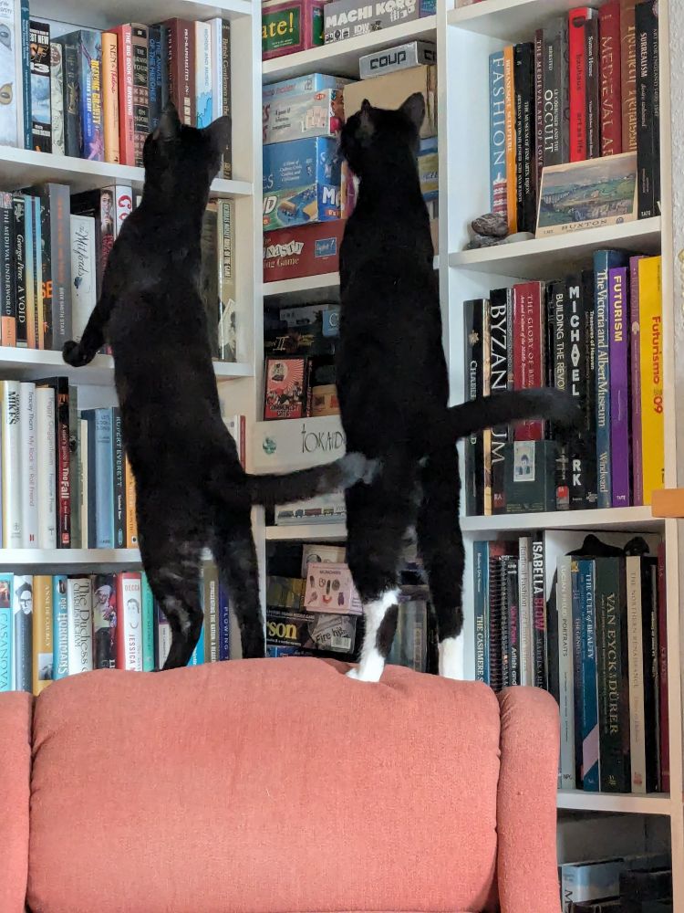 This second photo, the two cats have moved to a different place but again have the same pose. This time they stand on their hind legs atop a rather battered orange chair. They stretch up, front paws on bookshelves packed with mostly science fiction, art books and board games. Tails stick out to the right.
Fly they are hunting is not visible - but they will tell you It's! Up! There!

I am sorry to tell you alt text readers that the fly met an unfortunate demise just after. 