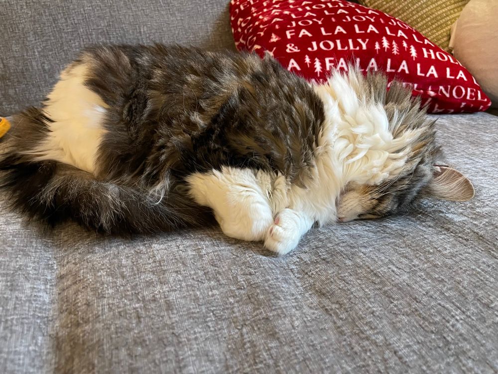 My cat Wormy sleeping with her face down