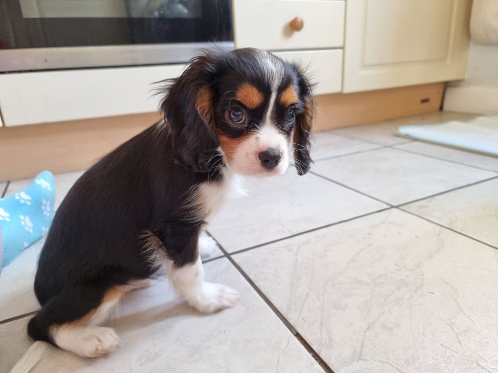 A small tri colour king Charles cavalier puppy with big puppy eyes