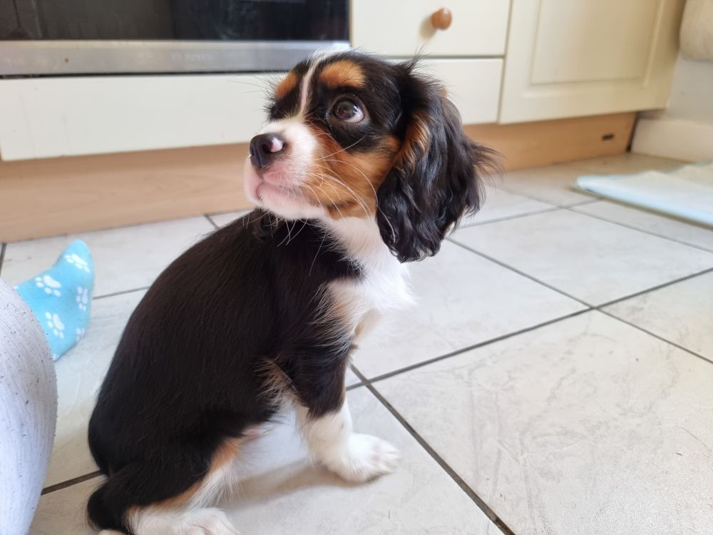 A small tri colour king Charles cavalier puppy looking over his shoulder to the left